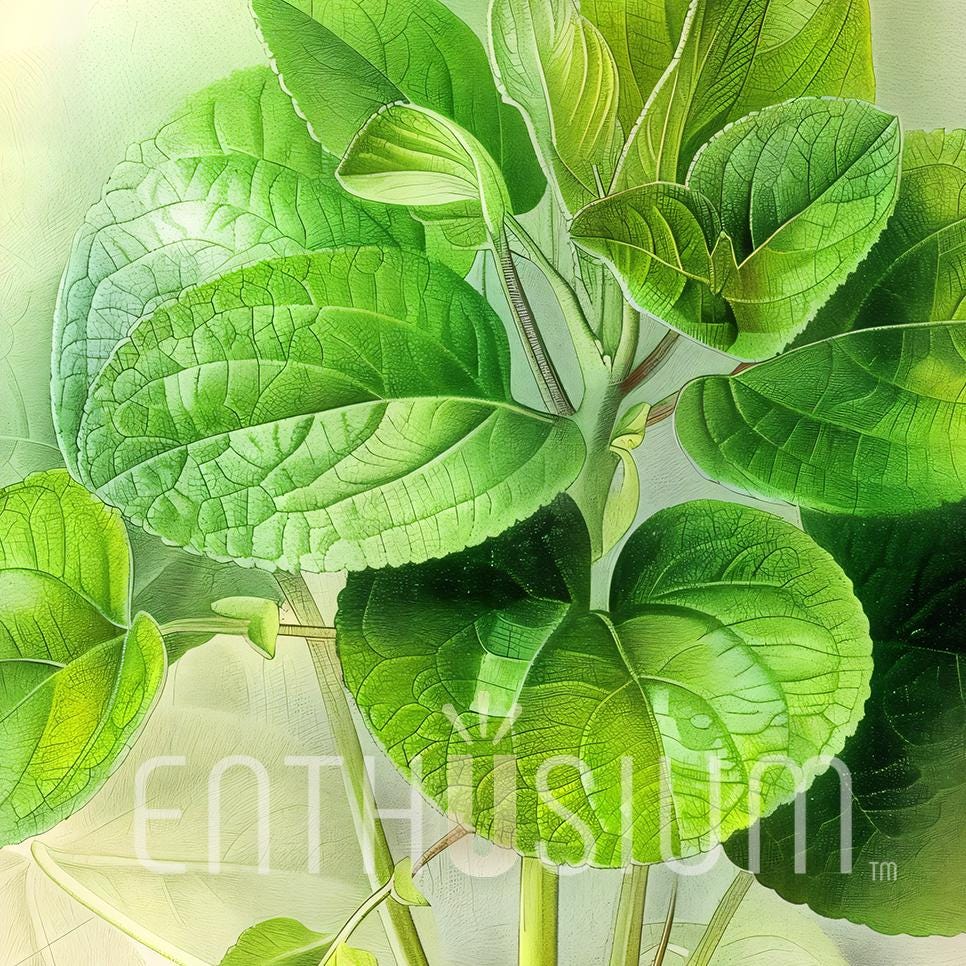 Botanical Herb Wall Art Set – 12 Printable Herbs – Elegant Kitchen Decor – Instant Download