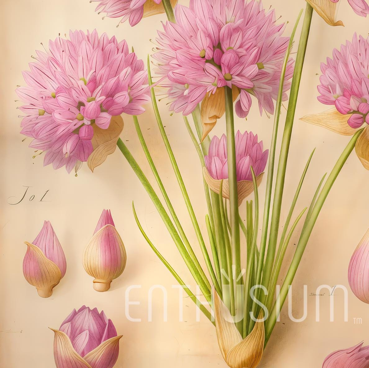 Botanical Herb Wall Art Set – 12 Printable Herbs – Elegant Kitchen Decor – Instant Download